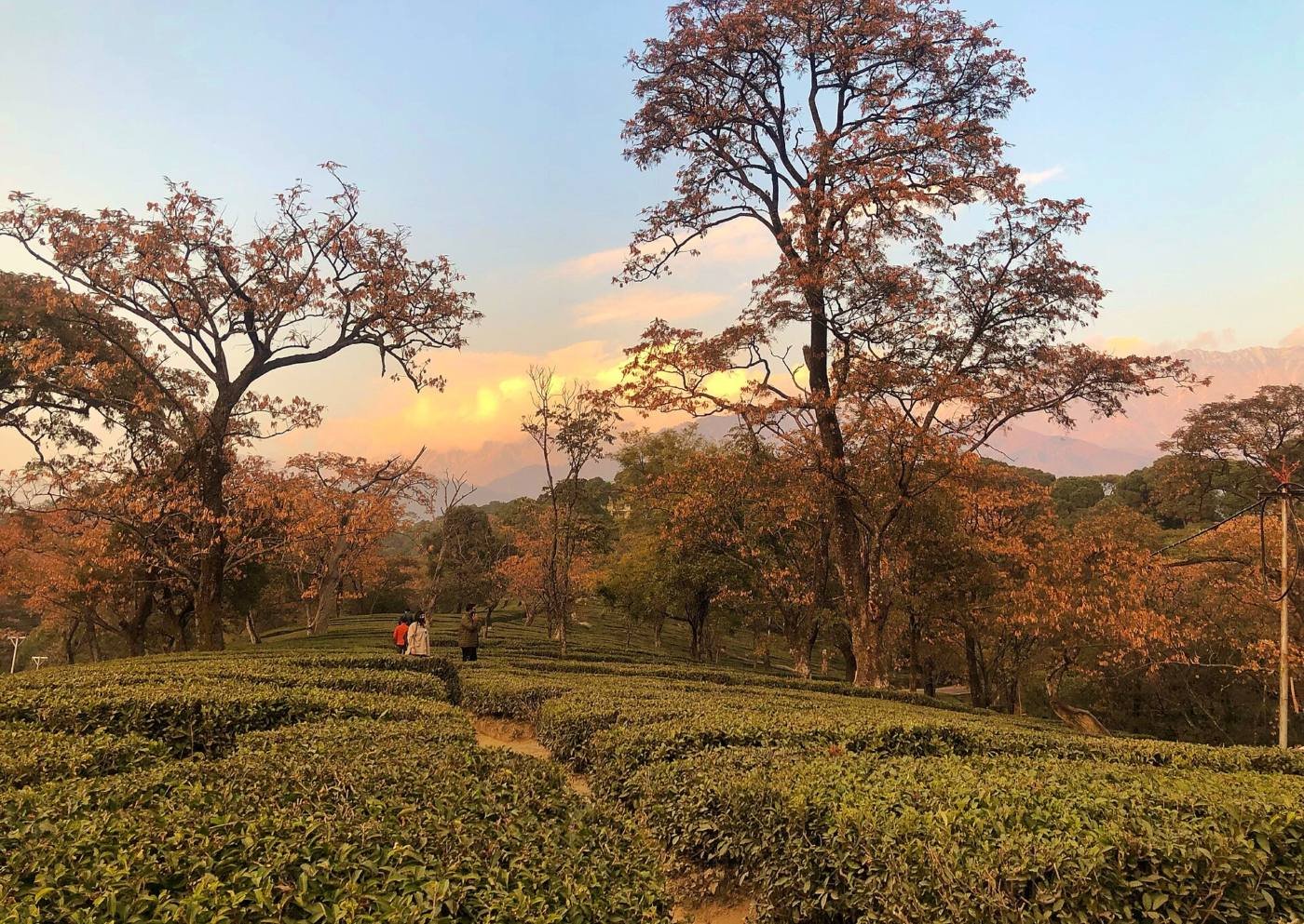 Tea gardens near Dharamshala