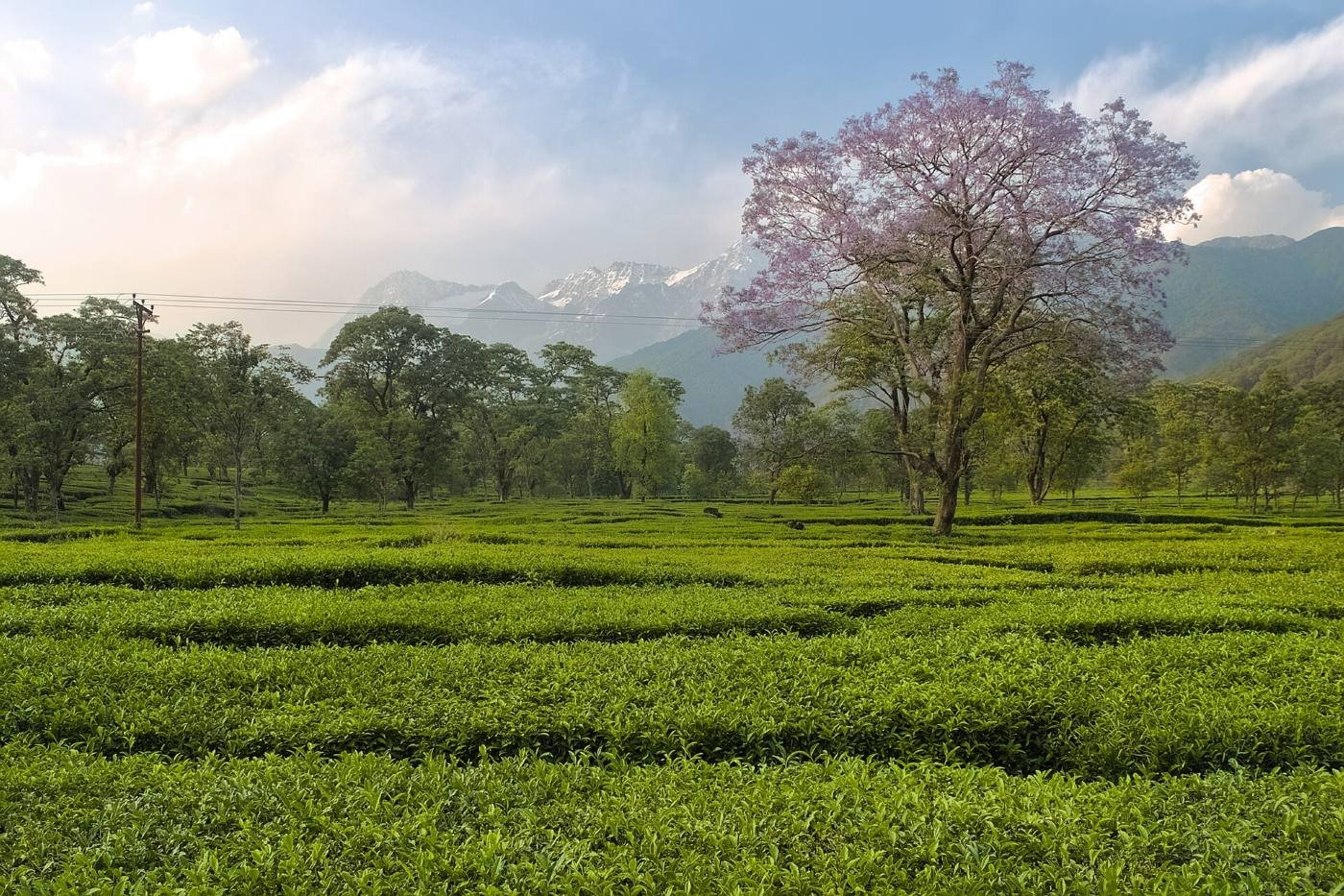 Kangra Valley Tours, Tea Gardens & Temples